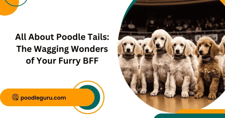 All About Poodle Tails: The Wagging Wonders of Your Furry BFF