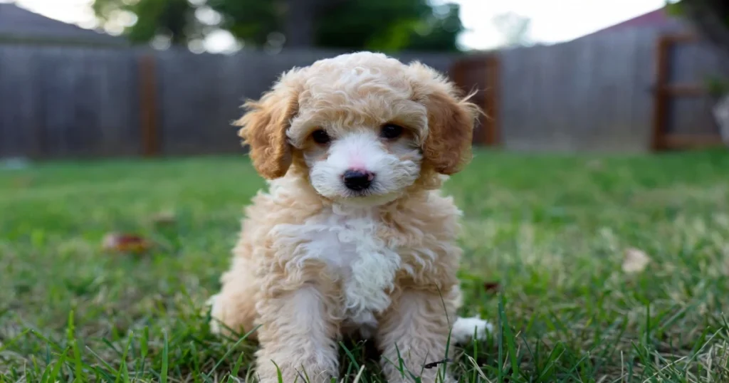 Miniature Poodle Michigan