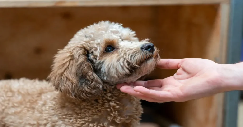 Poodle Rescue Indianapolis: Top Organizations
