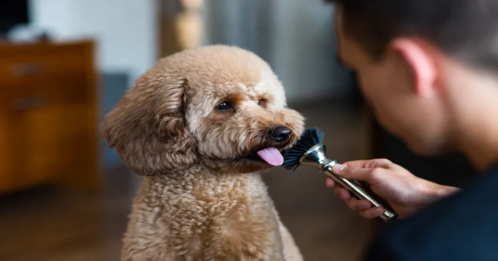 Best Grooming Tools for Poodles