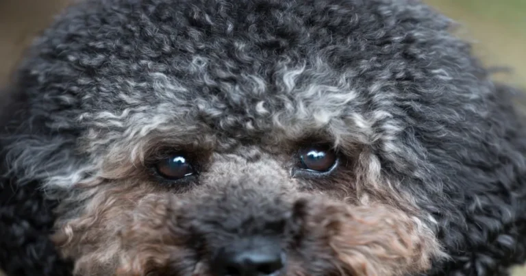 Poodle Eyes: Health Issues, Care Tips & Prevention Guide2026