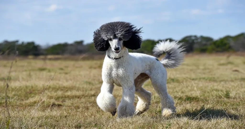 Texas Poodle Breeders: A Complete Guide in 2026