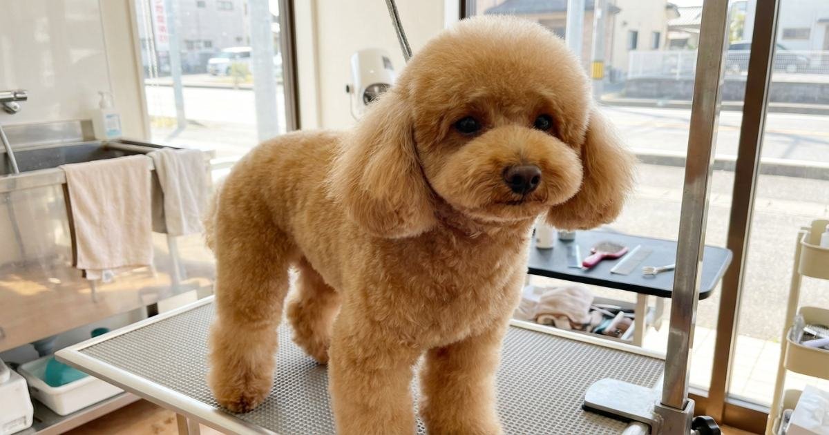 poodle teddy bear cut with rounded face fluffy head and blended ears grooming style