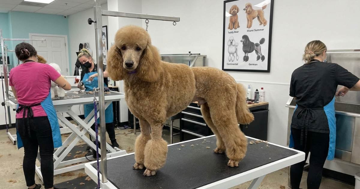 toy miniature and standard poodle haircut comparison showing same grooming style across different sizes