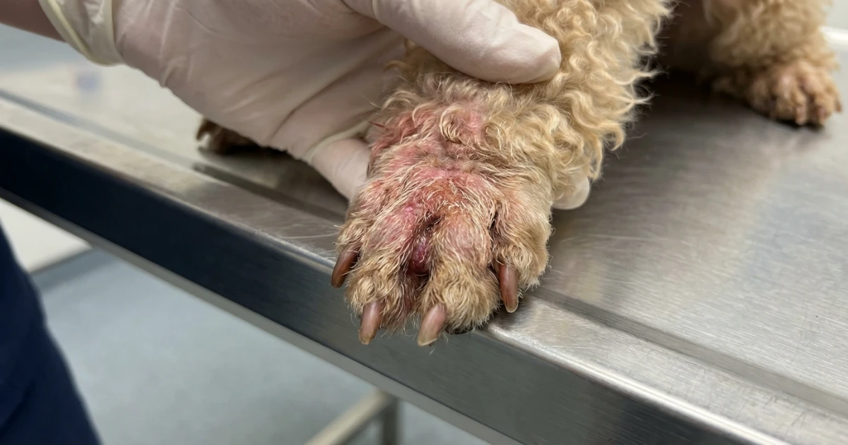 poodle skin irritation from excessive licking behavior
