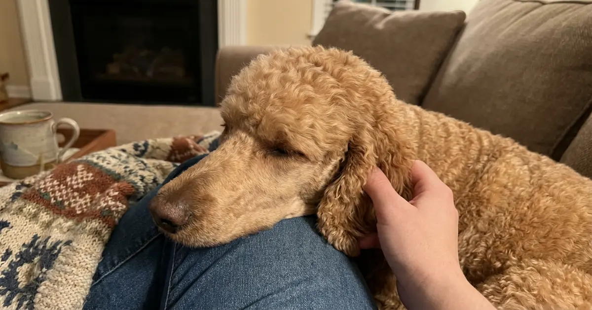 A curly miniature poodle sitting attentively close to its person showing loyalty and affection