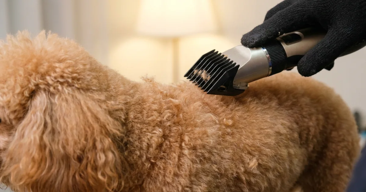 clippers with comb attachment moving along a poodle's back during teddy bear cut tutorial