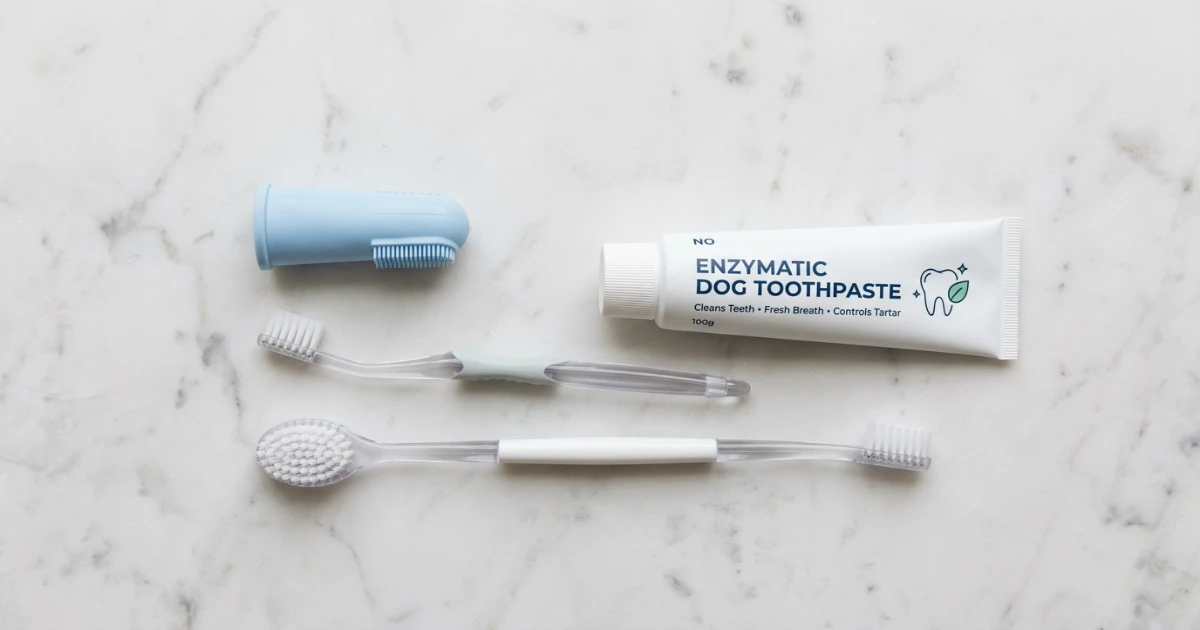 Poodle puppy licking enzymatic toothpaste from a finger brush during desensitization