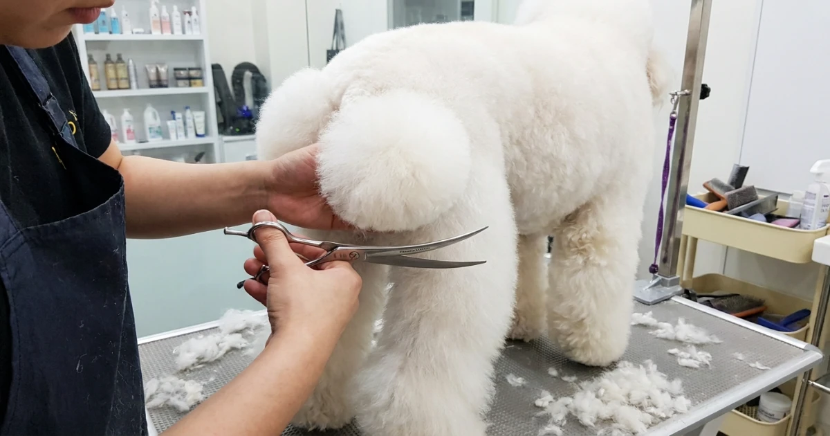 Standard Poodle in a full poodle continental clip standing in profile with classic rosettes and bracelets