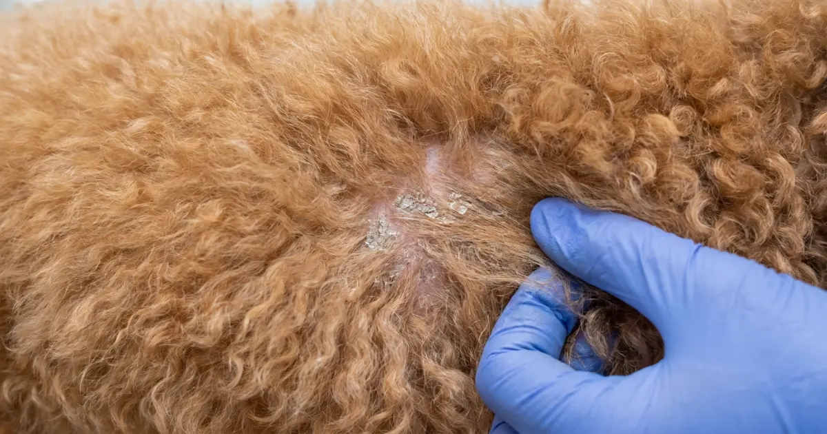 Veterinarian performing a punch biopsy on a poodle to diagnose sebaceous adenitis
