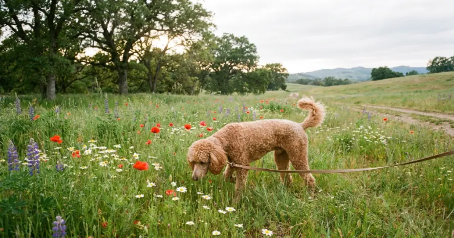 poodle exploring on a long line during a decompression walk in a quiet field