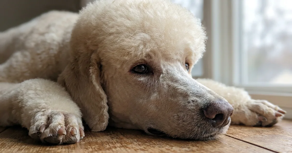 Closeup of Poodle Dutch trim showing clean-shaven face and feet with topknot
