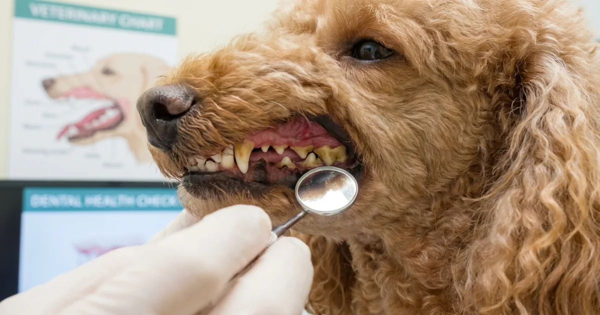 Close-up of a poodle's molars showing tartar buildup