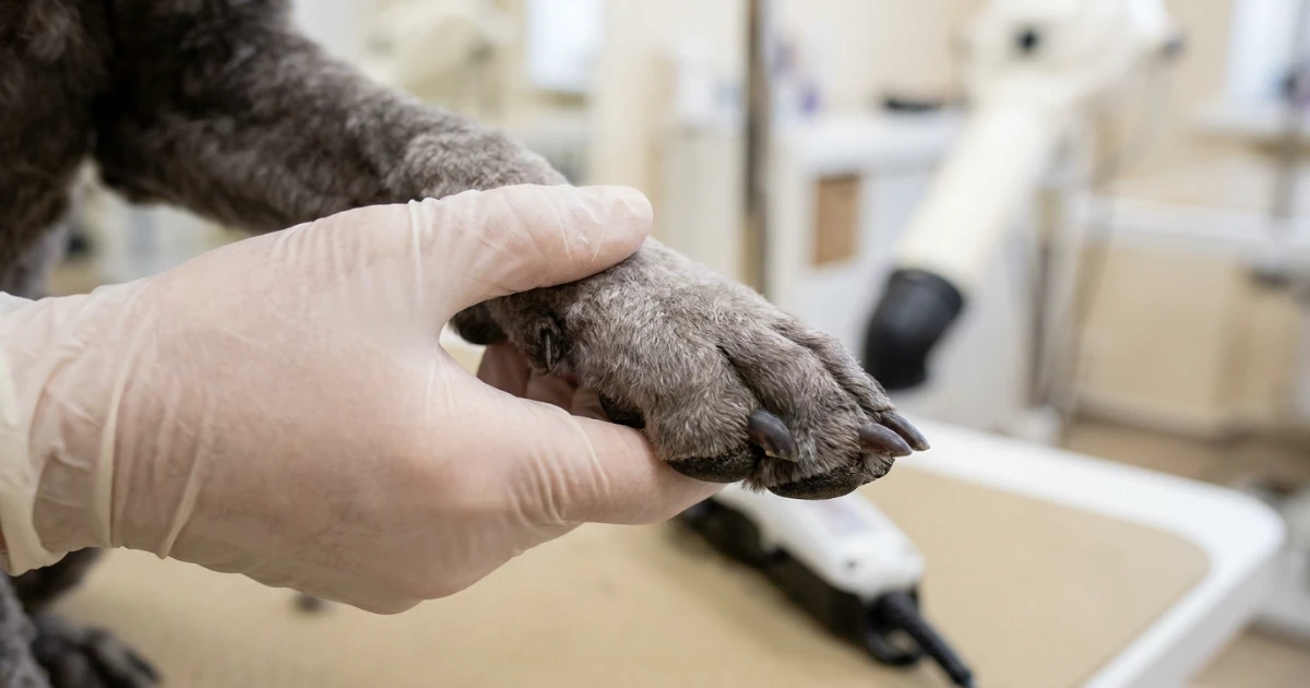 close-up of a poodle paw with cleanly shaved top and trimmed nails