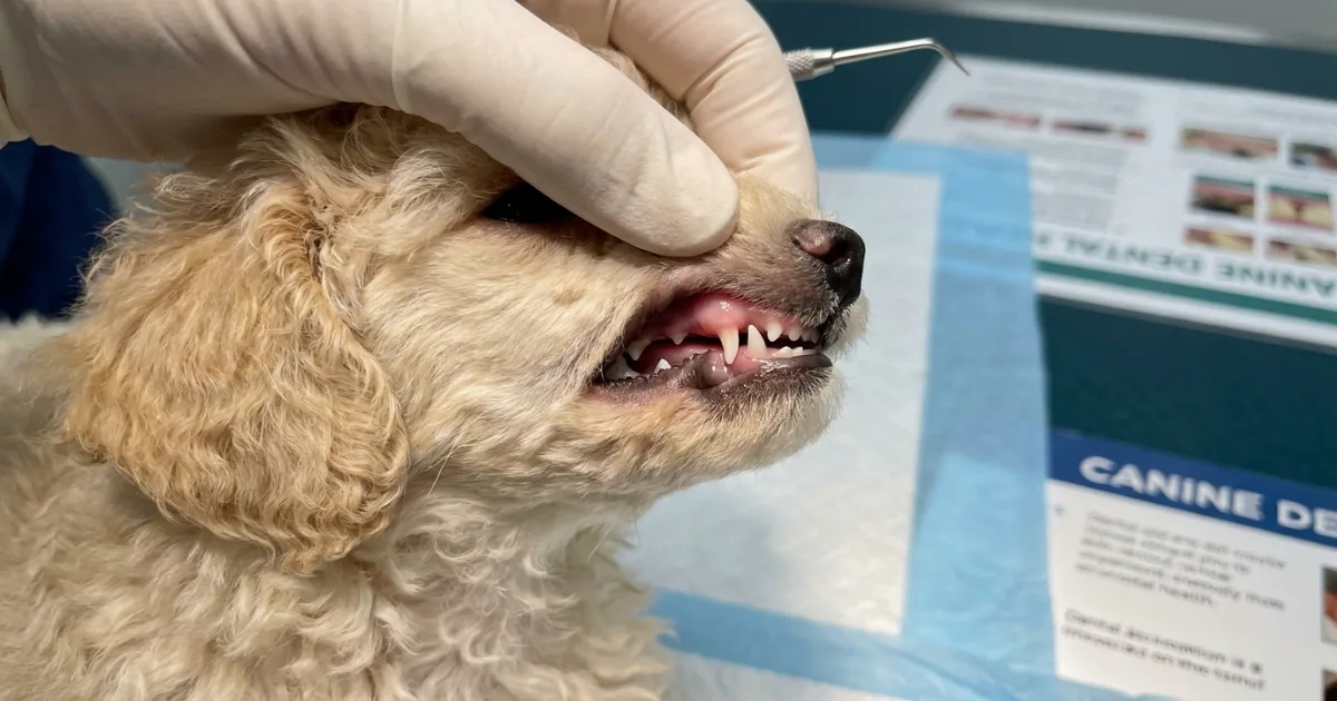 Close-up of a poodle puppy mouth with a retained baby canine tooth alongside adult tooth