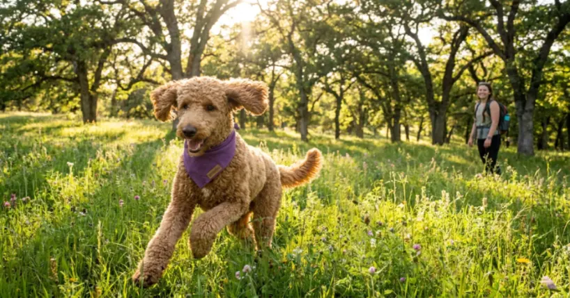 Healthy Standard Poodle joyfully running through grass demonstrating normal quality of life with managed epilepsy