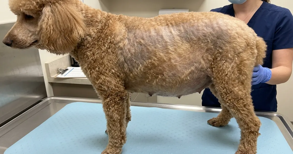 Side-by-side comparison of a healthy poodle and a poodle with Cushing's disease symptoms