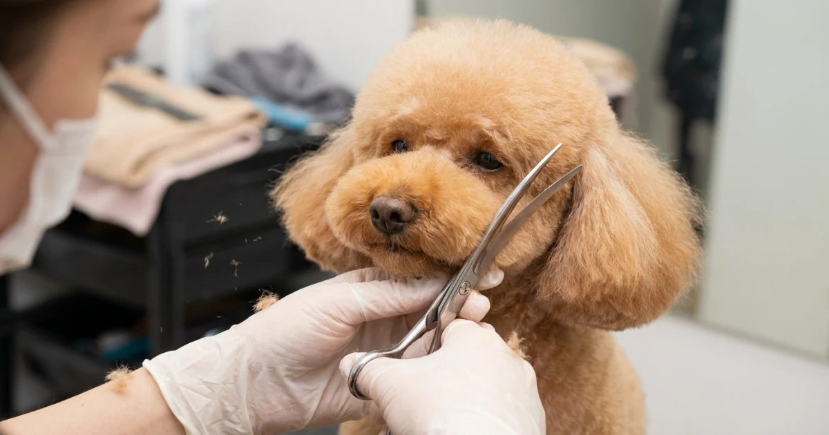 curved shears shaping the round face of a poodle into the teddy bear style