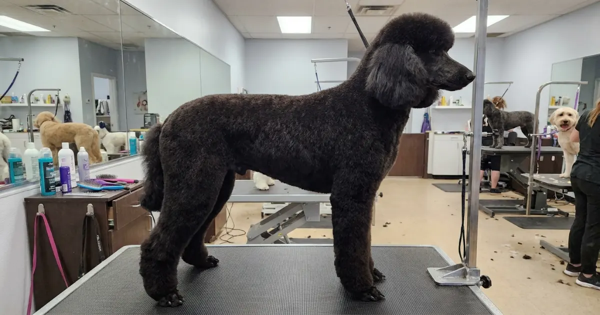 Standard Poodle Dutch trim side view showing full jacket and sculpted legs