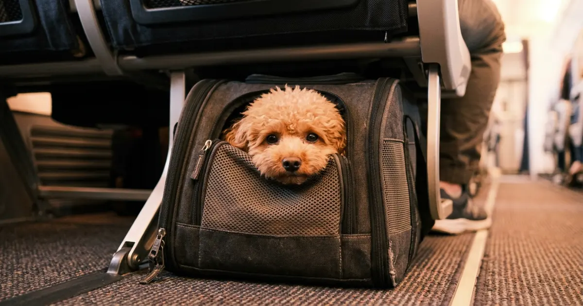Happy poodle owner reuniting with their dog after a successful flight at baggage claim