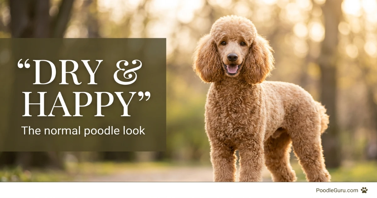Happy apricot Standard Poodle with dry muzzle and no drool