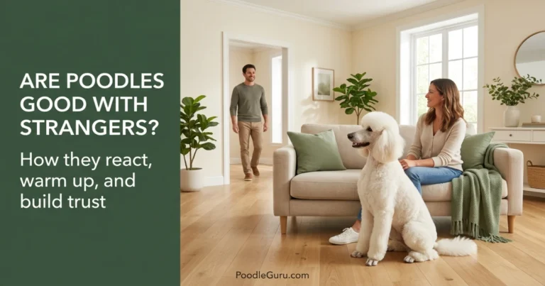 are poodles good with strangers
