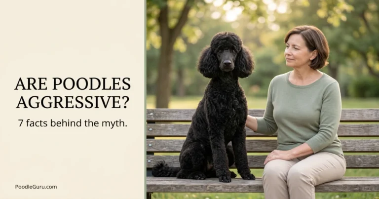 Are Poodles Aggressive