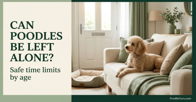 can poodles be left alone
