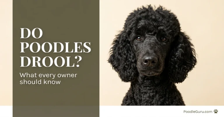 Do Poodles Drool