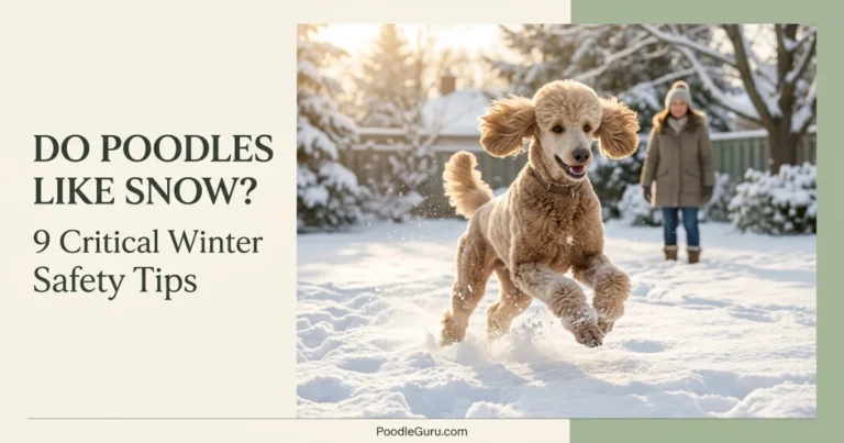 Do Poodles Like Snow