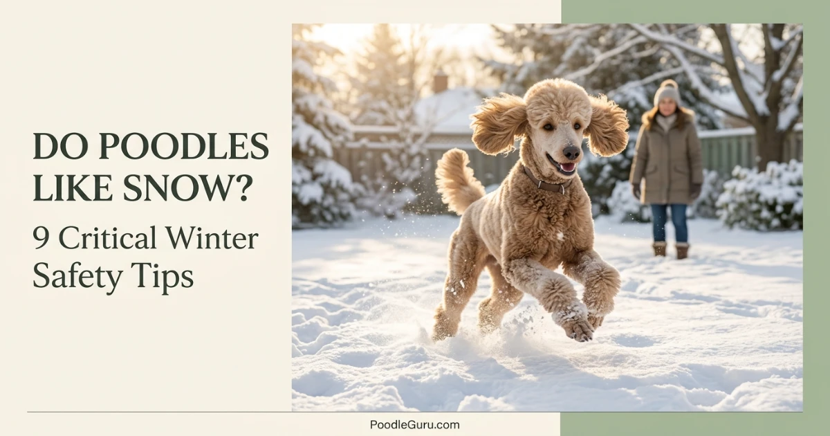 Standard Poodle joyfully bounding through fresh snow in winter sunshine