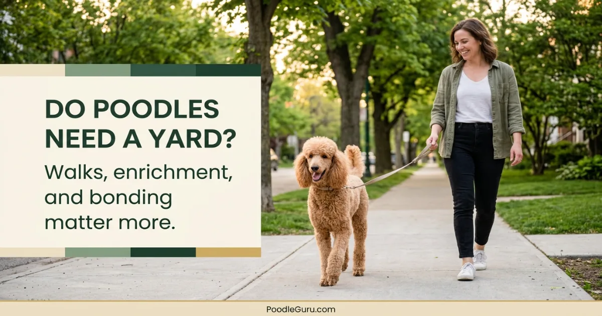 Do poodles need a yard guide showing an apricot Standard Poodle walking happily on a city sidewalk