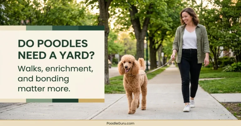 Do Poodles Need a Yard