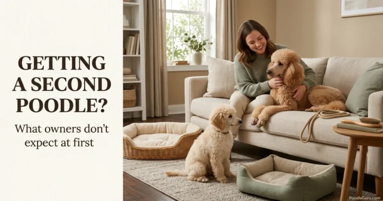 Getting a Second Poodle
