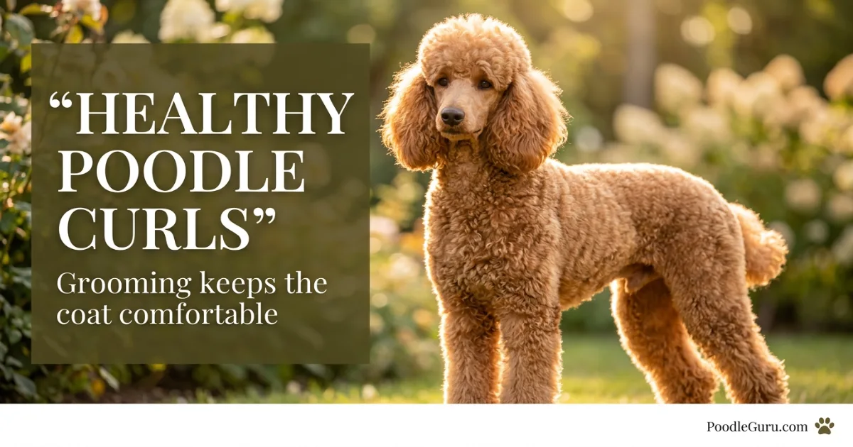 Healthy apricot Standard Poodle with well-maintained curly coat in a garden setting