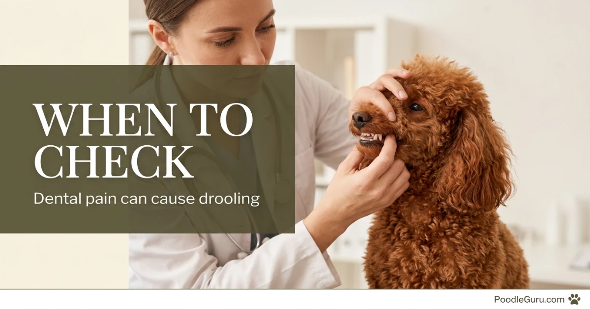 Silver Miniature Poodle with a wet beard after drinking water, not drool