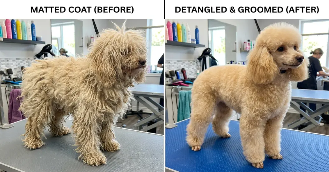 Side-by-side comparison of a matted poodle coat versus a properly brushed poodle coat
