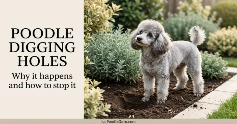 Poodle digging holes