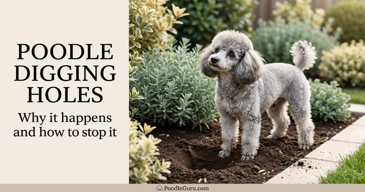 Miniature poodle standing next to a freshly dug hole in garden soil