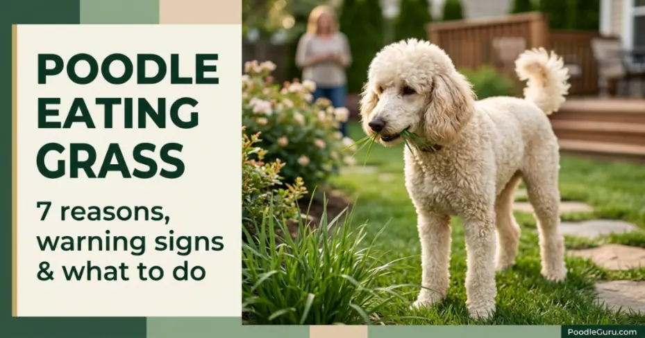 Poodle eating grass in a safe sunlit backyard