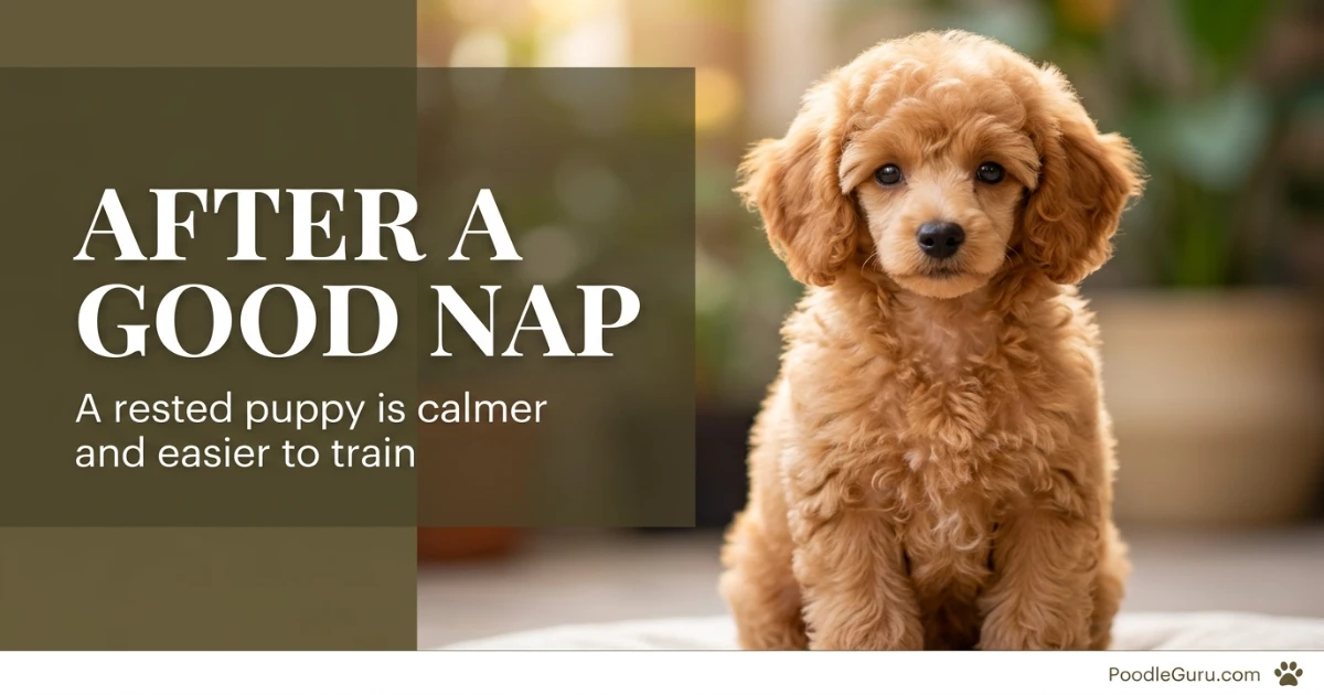 Happy well-rested poodle puppy sitting alert and calm after a nap