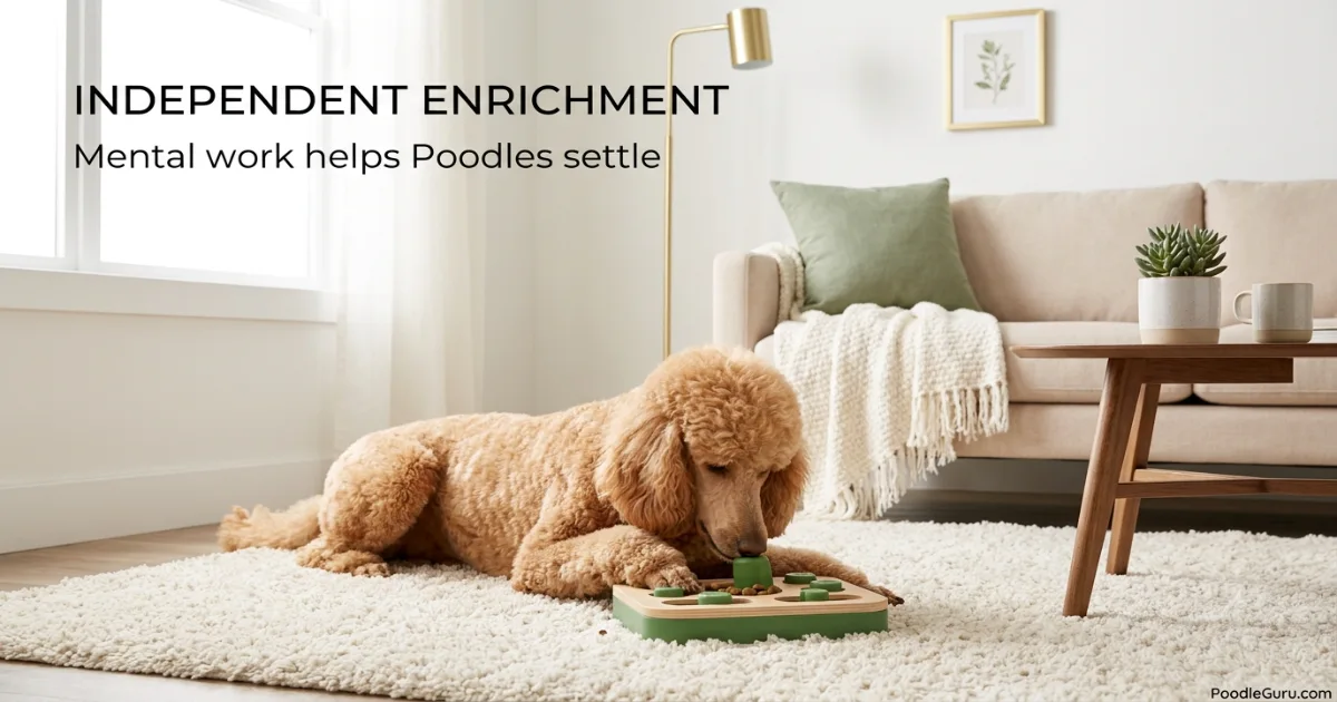 Standard Poodle calmly working on a puzzle toy alone to build independence