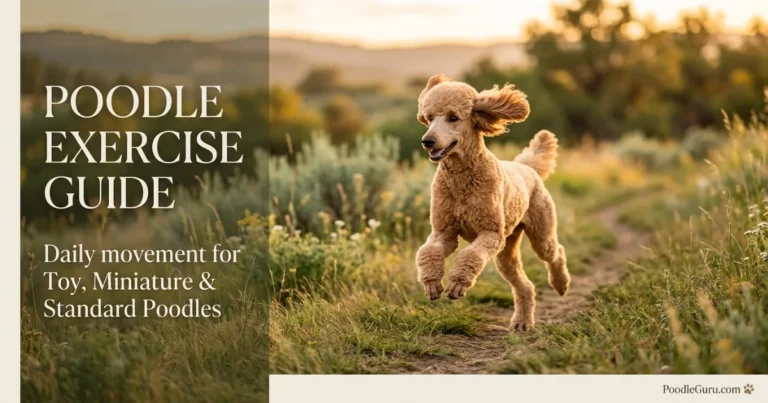 How Much Exercise Does a Poodle Need