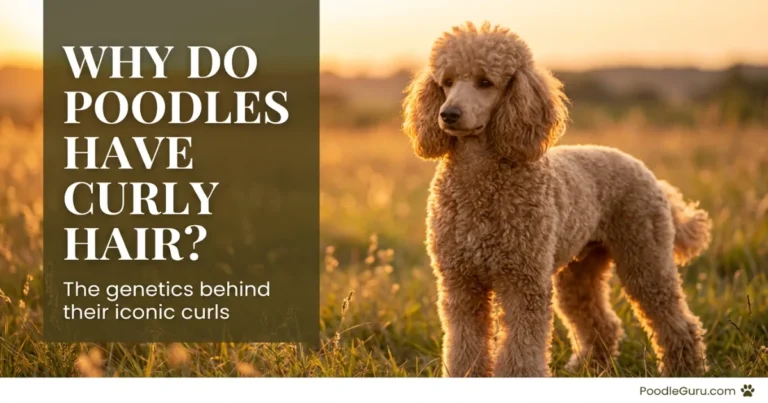 Why Do Poodles Have Curly Hair