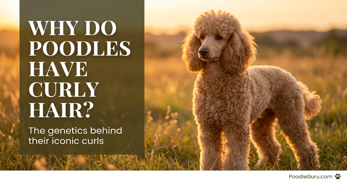 Why do poodles have curly hair close-up of dense curly poodle coat