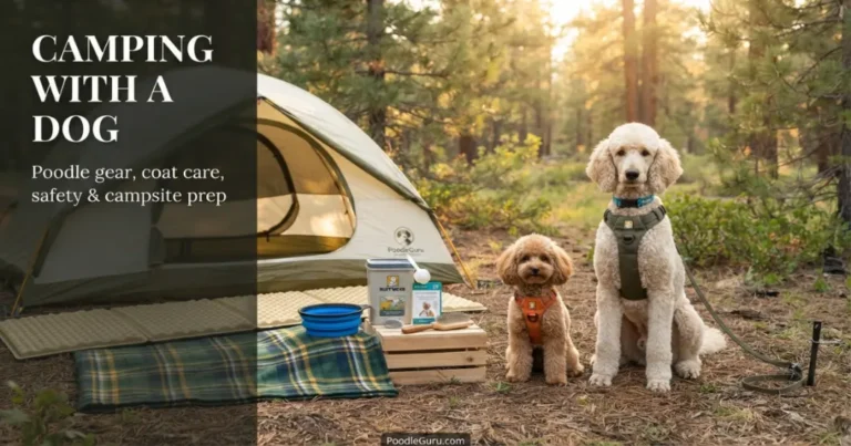 camping with a dog