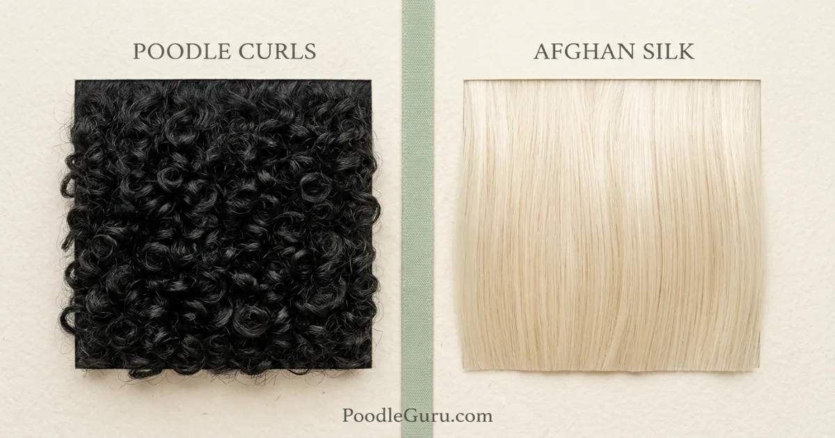 Close-up comparison of Poodle curly coat and Afghan Hound silky coat textures