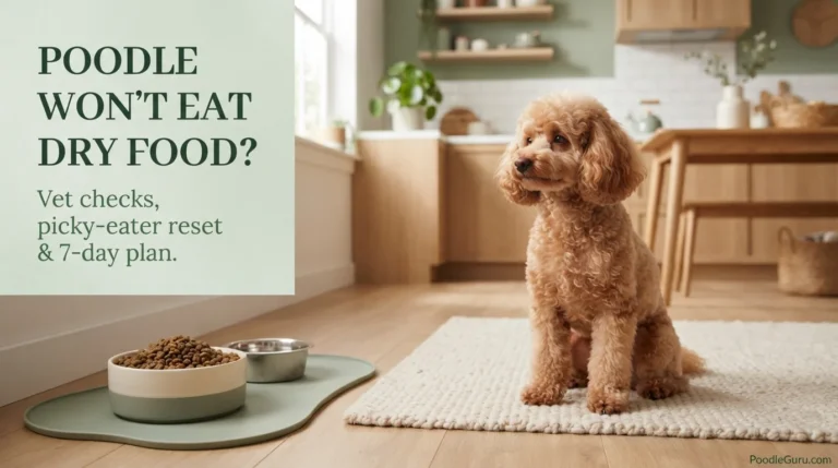 poodle won’t eat dry food
