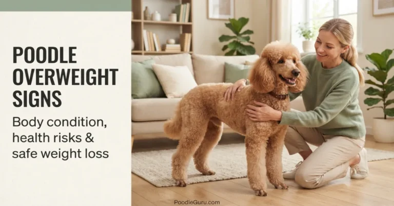 poodle overweight signs
