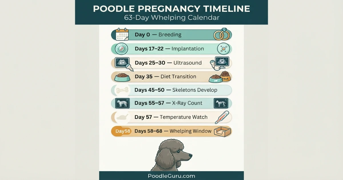 Poodle pregnancy timeline infographic showing 63-day gestation milestones from breeding to whelping